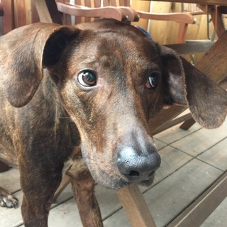 ビビりなイケワン★プロットハウンドのスパイク君