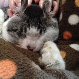 人懐っこい鯖ネコです