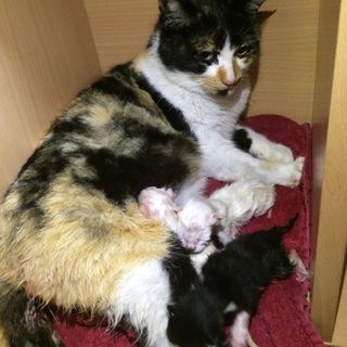 親猫の里親募集