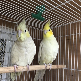 オカメ（イエローフェイスエメラルドシナモン）番い