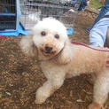 人が大好きトイプードル　アンジェラ