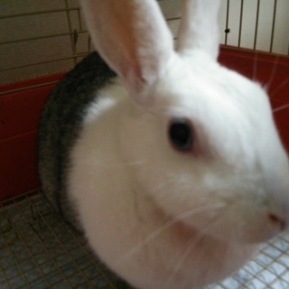 ウサギの里親さん募集します！