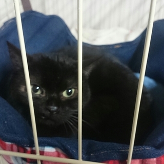 ごはん大好き！落ち着いた女の子です