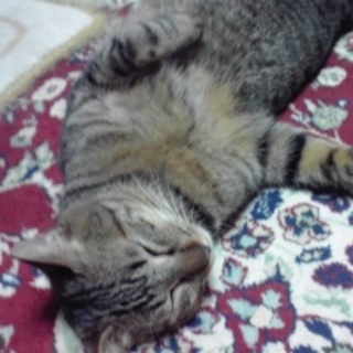 キジトラの男の子、１才です。