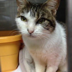 多頭飼い崩壊現場から新たな旅立ち 3