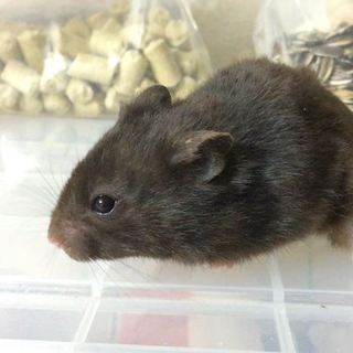 ハムスターの里親を急いで探しています。