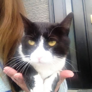 こまちちゃん　白黒の女の子　1歳くらい