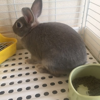 ミニウサギの里親募集