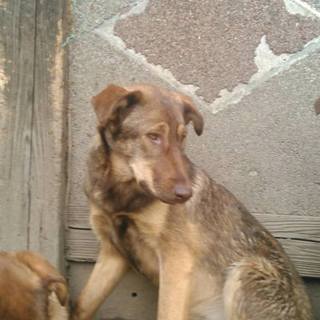 チョコラブミックス