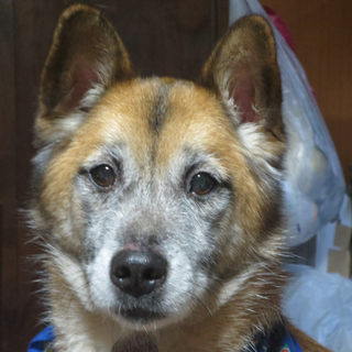 オスの、元気な中-大型犬です。