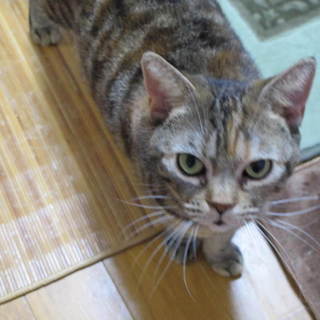 ポッチャリ面倒見の良いブーミンちゃん