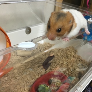 ゴールデンハムスターの♀☆５ヶ月☆甘えん坊