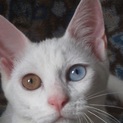 オッドアイの女の子♀2014年5月25日生・白猫