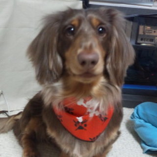 ミニチュアダックス♂(５)里親募集