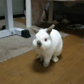 一歳のネザーランドドワーフ