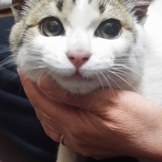 この子の里親さんになってください＾＾