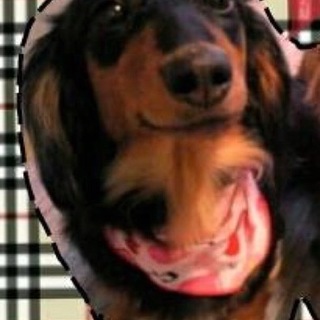 ミニチュアダックス♀(４歳)