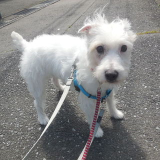 甘えん坊　ジャックラッセル　パンチ