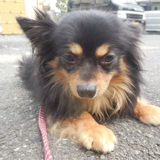 おっとりチワワのまる太