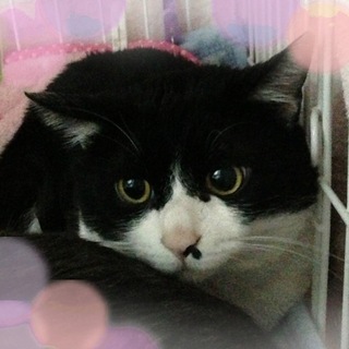 綺麗な八割れ♪ナムルくん♪１歳くらい