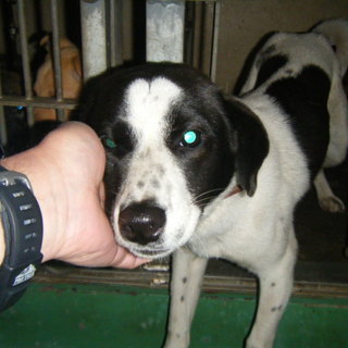 期限切迫！！1～2歳の人慣れした白黒ワンコです