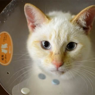 シャムミックス美猫