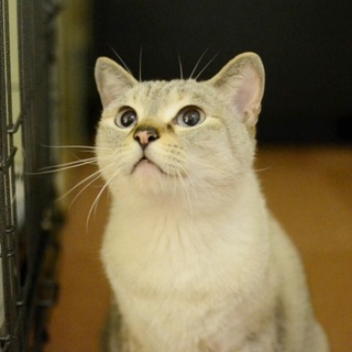 ブルーアイ美猫