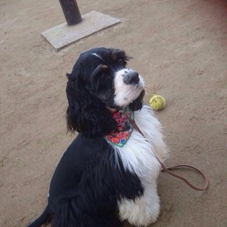 アメリカンコッカー１歳男の子