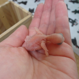 雛の里親様が決まりました！ありがとうございました