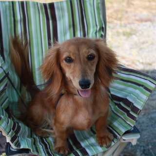 カニヘンダックス♀６歳