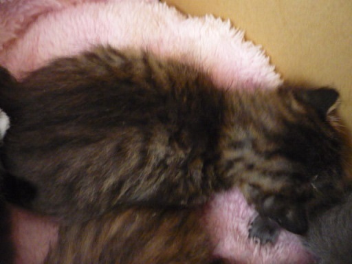 生後25日くらいのキジトラです。 サムネイル2