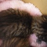 生後25日くらいのキジトラです。 サムネイル2