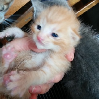 生後20日くらいのふあふぁ茶トラ君です。