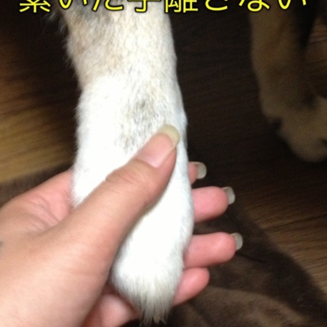 野良犬の命のカバー写真