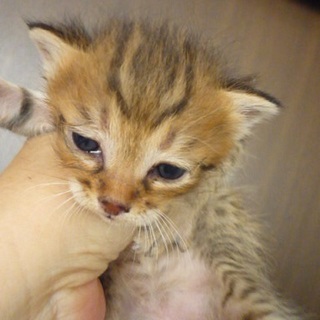 可愛い茶キジちゃんです。