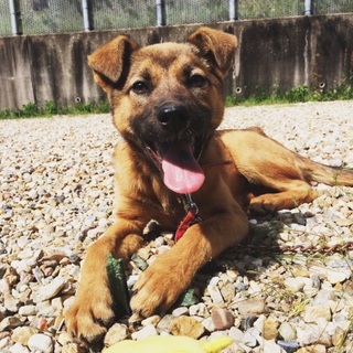 超かわゆい❤️シェパ似の子犬里親様募集