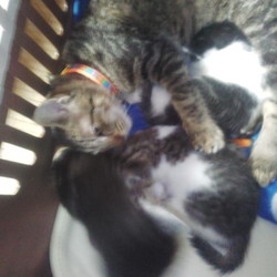 その後の生君～パルボ編～