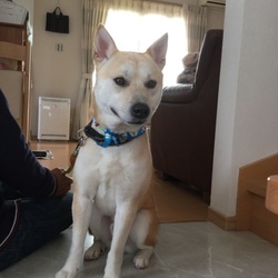 卒業倉敷犬☆もぐたんについて