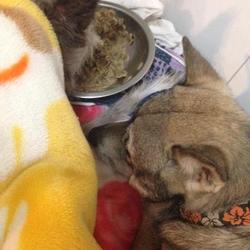 家族になってください☆ひーくん今日も元気