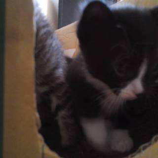 生後1か月男の子