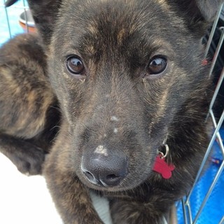 やんちゃな甲斐犬ミックス