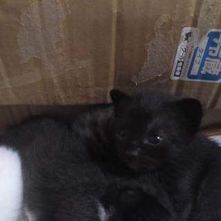 生後1か月女の子