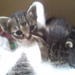 生後1か月女の子