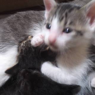 生後1か月男の子