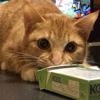 どうか引き取ってください！