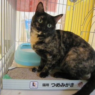 くりくりお目目のさび猫ちゃんです