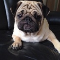 パグ2歳の女の子です