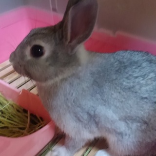 6ヵ月ウサギ