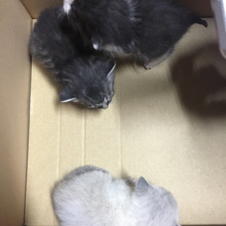 子猫の里親募集 白 パンダ