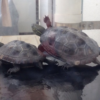 ゼニガメ 2匹